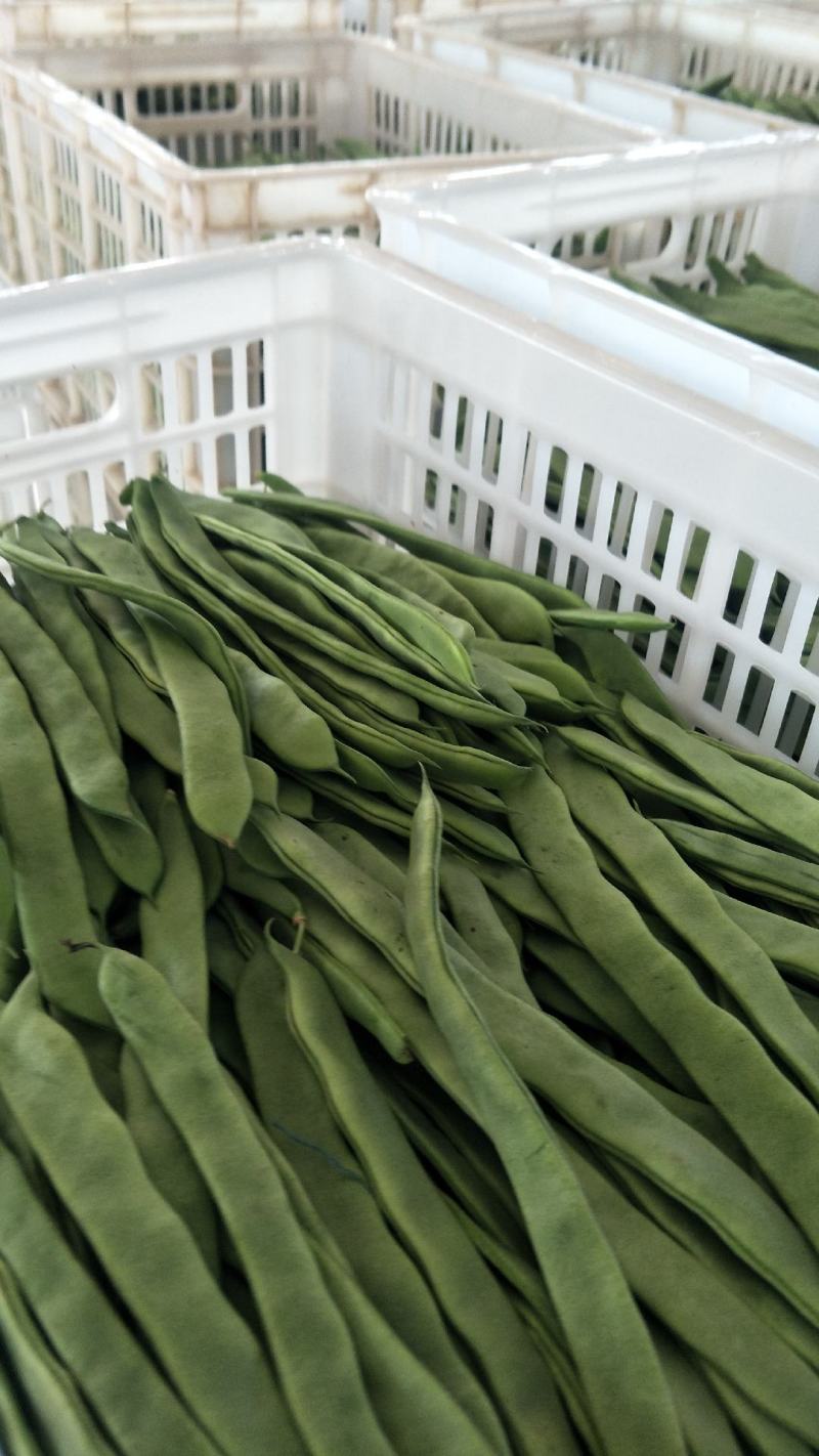 元谋蔬菜豆角