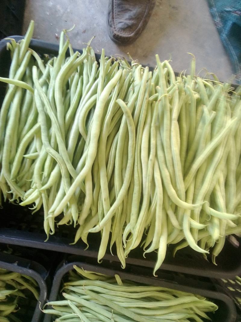 元谋蔬菜豆角