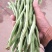 元谋蔬菜豆角