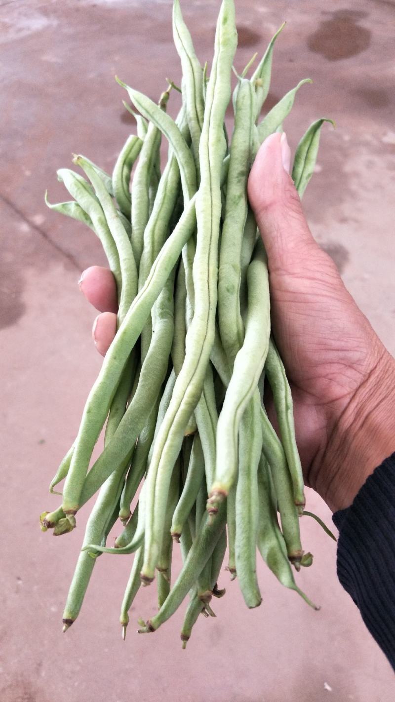 元谋蔬菜豆角