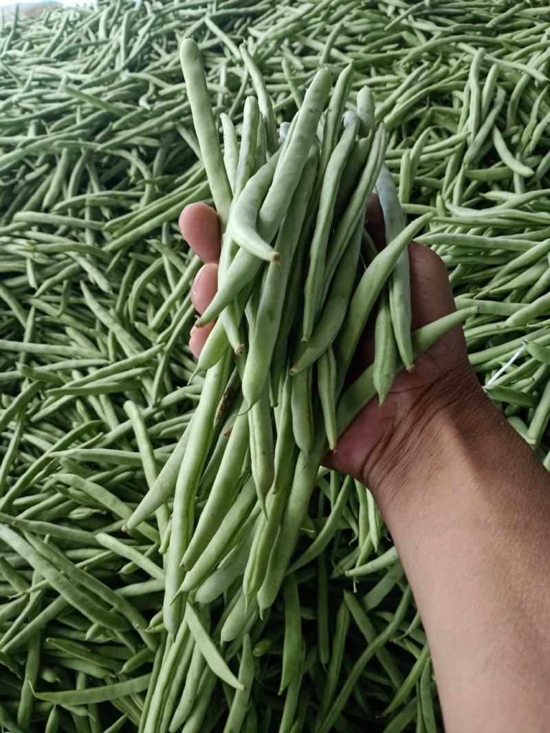 元谋蔬菜豆角