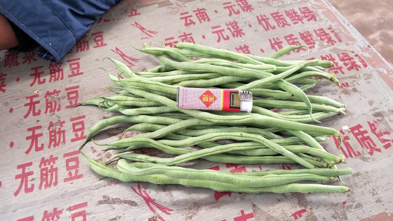 元谋蔬菜豆角