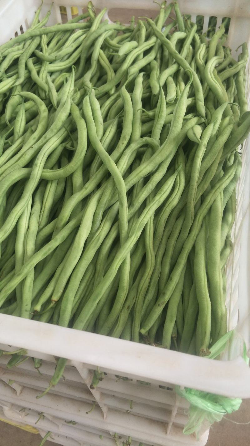 元谋蔬菜豆角