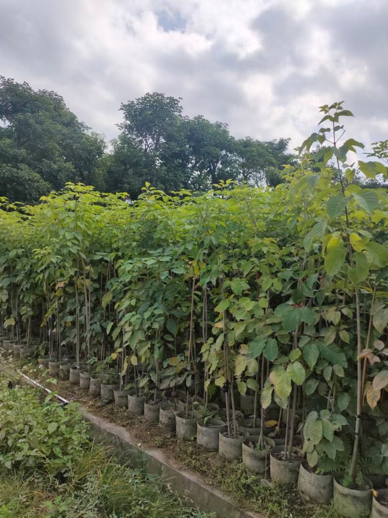 供应：两米左右高的紫花风铃木布袋苗