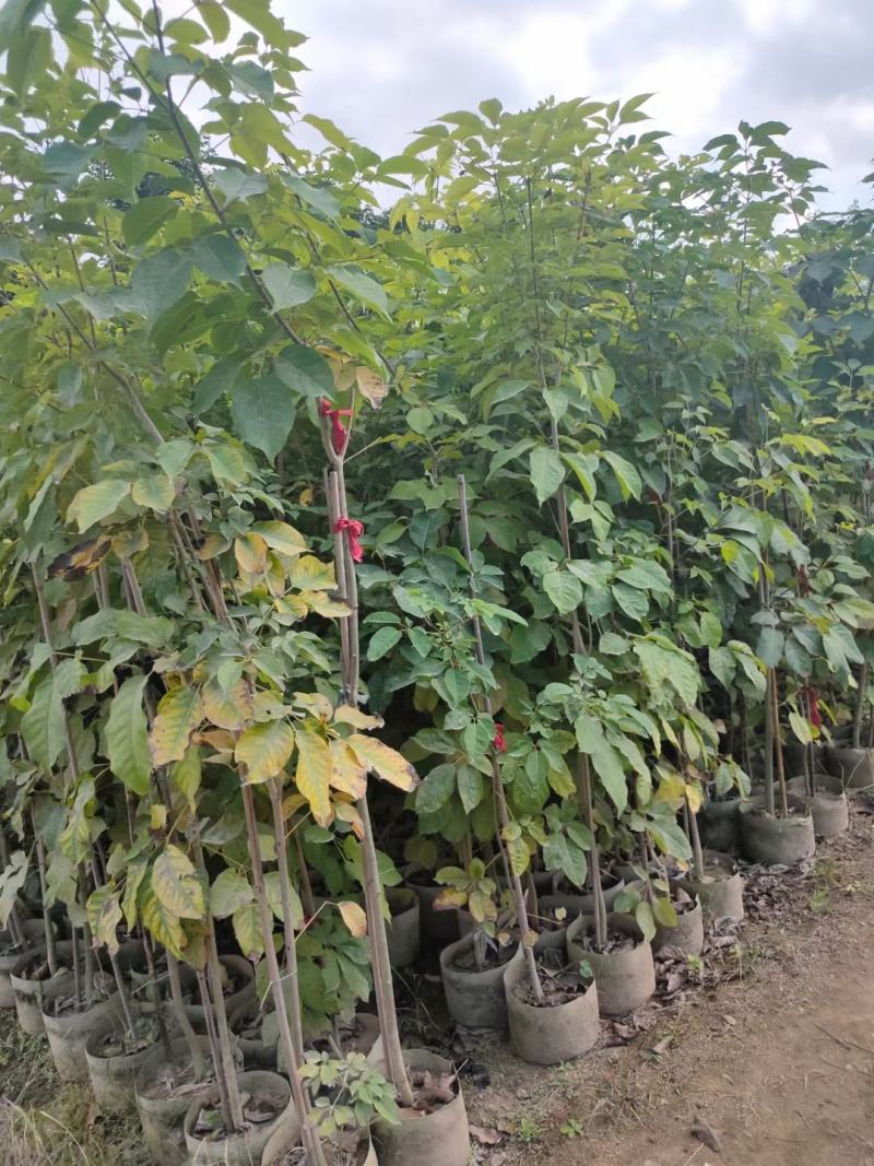 供应：两米左右高的紫花风铃木布袋苗