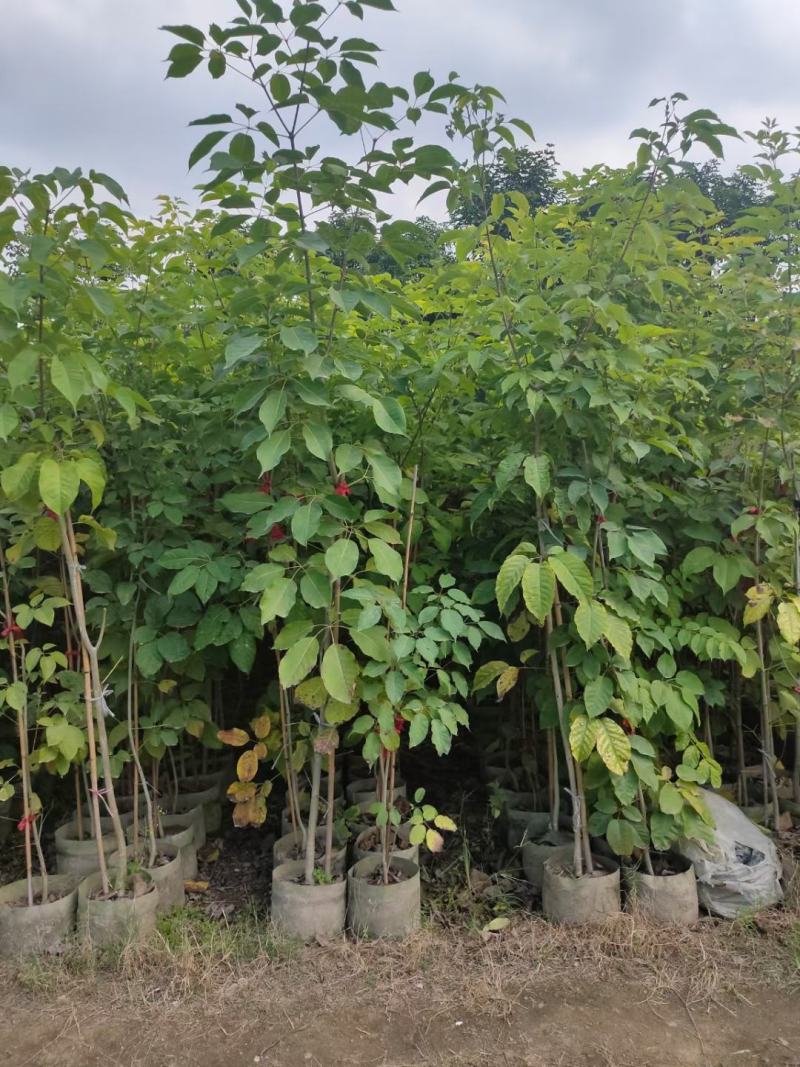 供应：两米左右高的紫花风铃木布袋苗