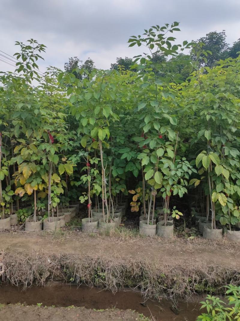 供应：两米左右高的紫花风铃木布袋苗