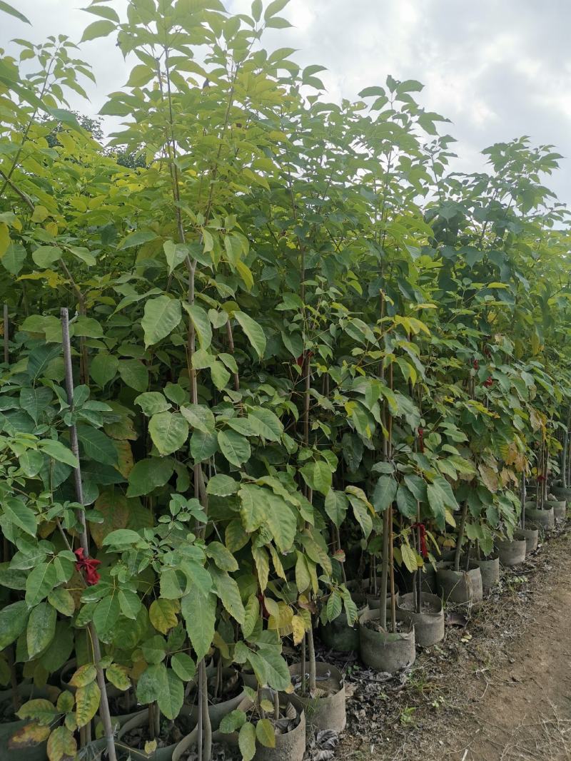 供应：两米左右高的紫花风铃木布袋苗