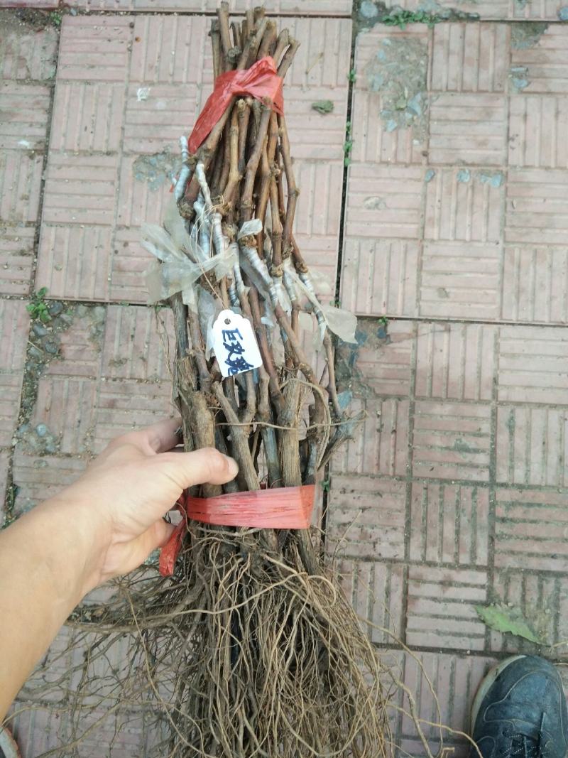 新品种扦插嫁接巨玫瑰葡萄苗包成活包成活率基地直销