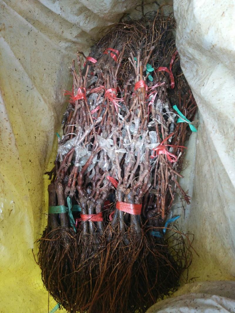新品种扦插嫁接巨玫瑰葡萄苗包成活包成活率基地直销