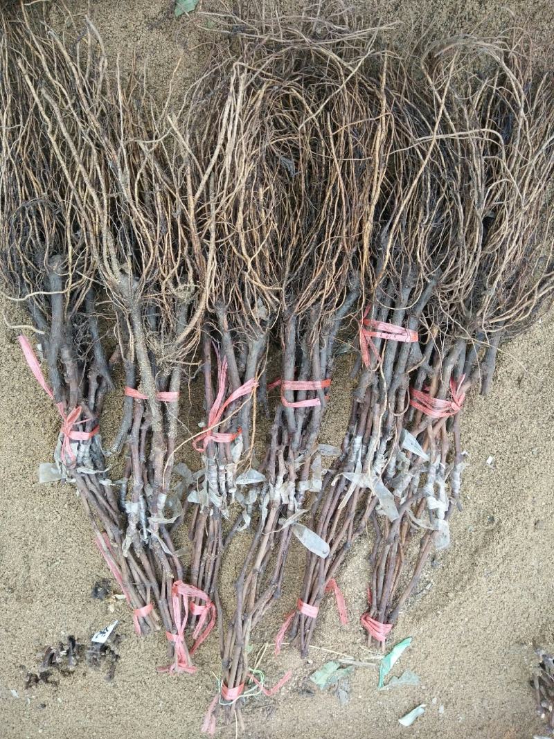 新品种扦插嫁接巨玫瑰葡萄苗包成活包成活率基地直销