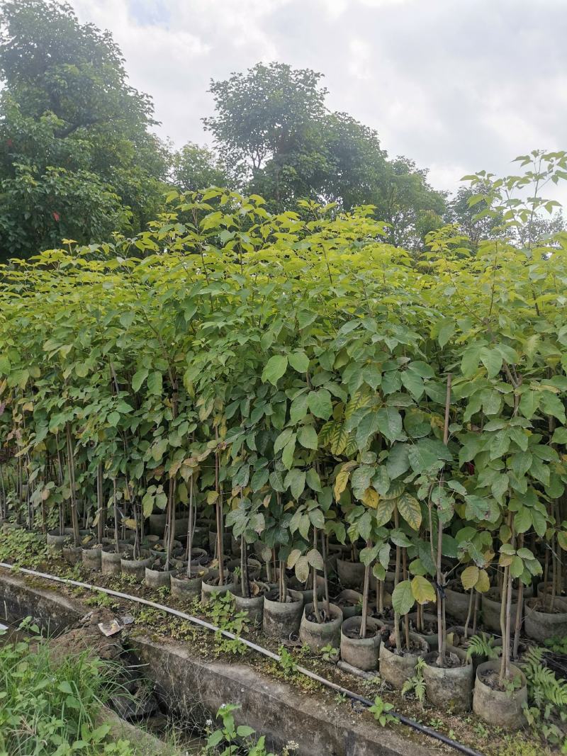 供应：两米左右高的紫花风铃木布袋苗