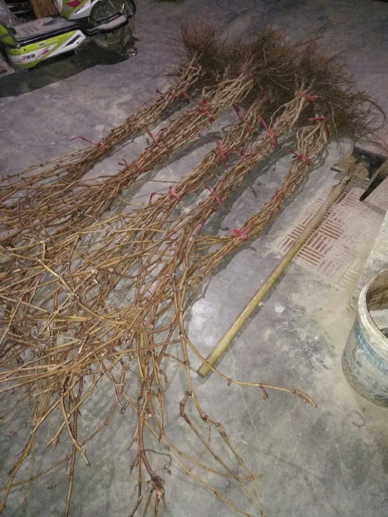 新品种扦插嫁接巨玫瑰葡萄苗包成活包成活率基地直销