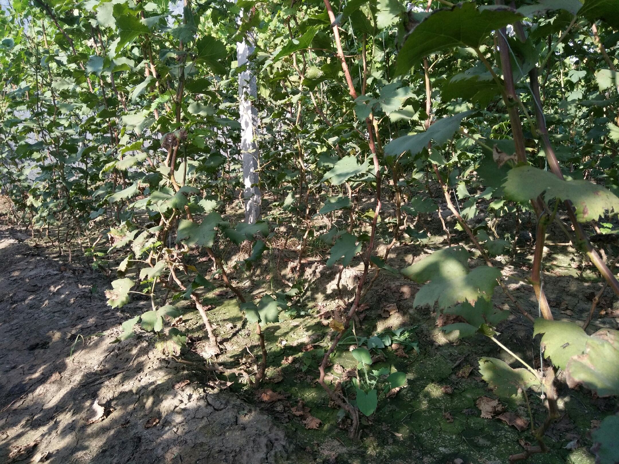 维多利亚葡萄在不同气候条件下的生长对比图,展示不同地区果粒大小和果穗形态差异 维多利亚葡萄在不同气候条件下的生长对比