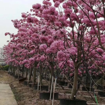 供应:两米左右高的紫花风铃木布袋苗