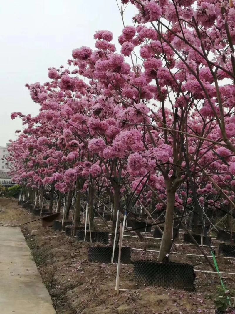 供应：两米左右高的紫花风铃木布袋苗