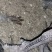 200天血毛散养土鸡