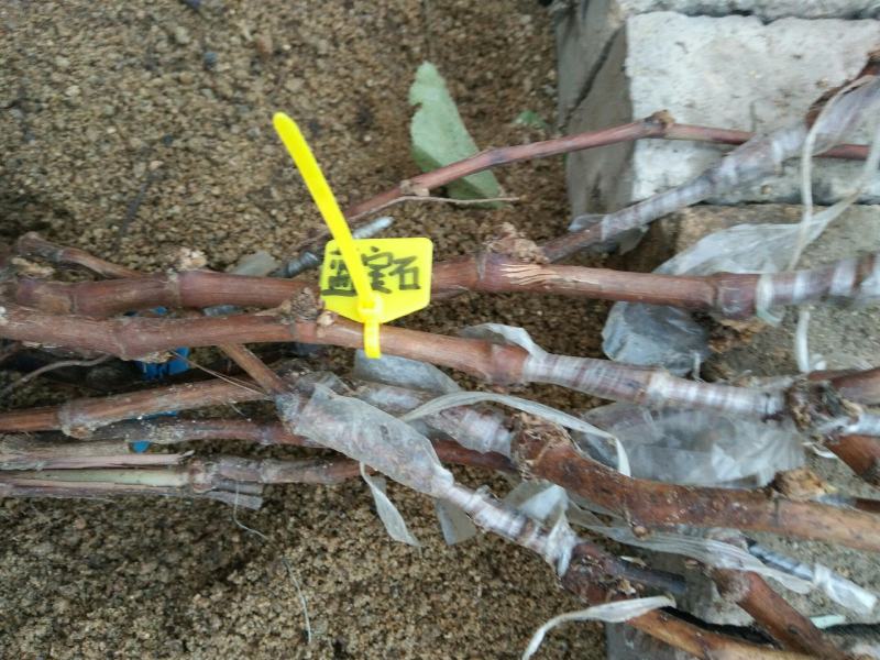 新品种扦插嫁接蓝宝石葡萄苗基地直销包成活率包品种纯度