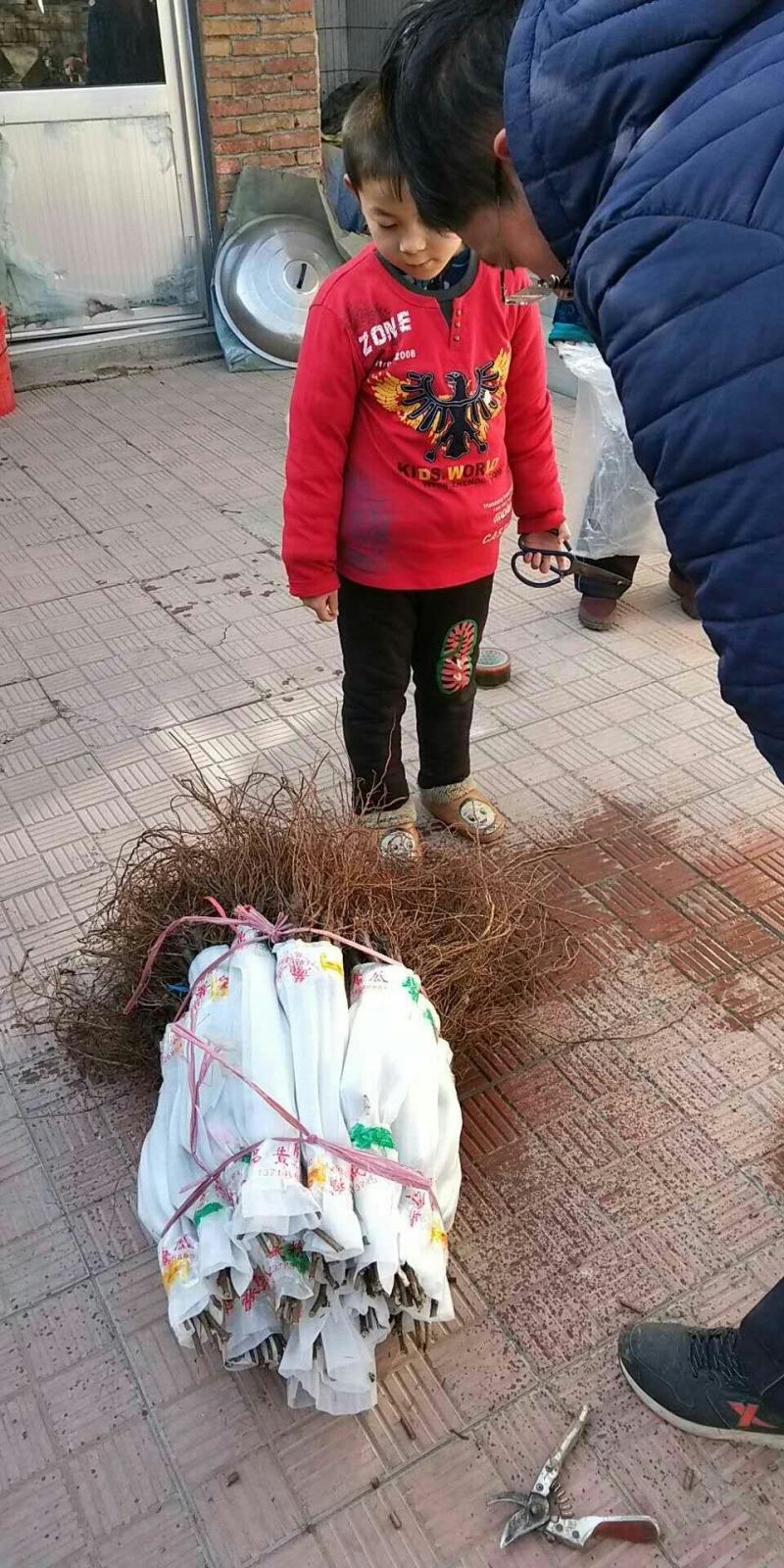 新品种扦插嫁接蓝宝石葡萄苗基地直销包成活率包品种纯度