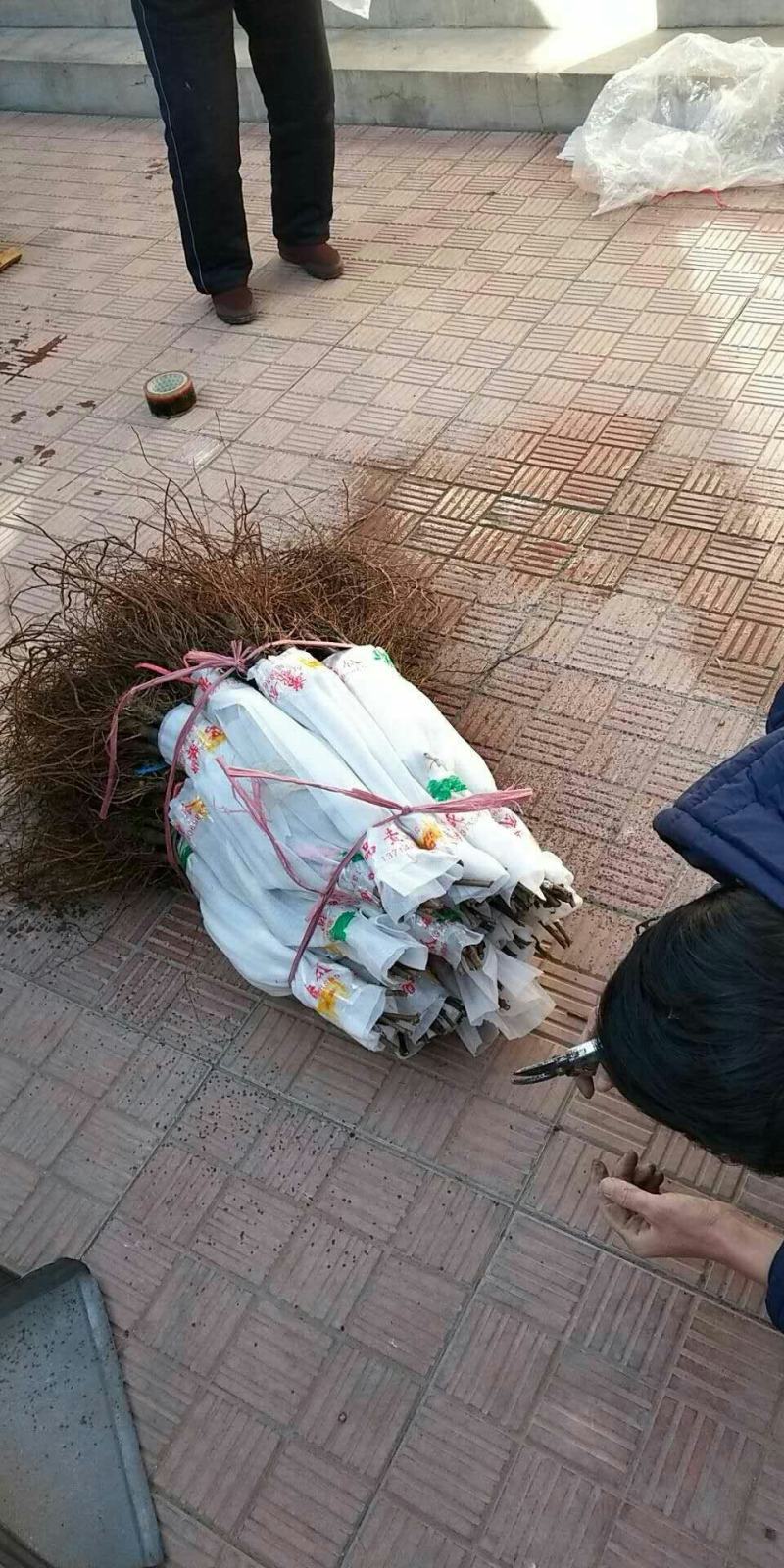 新品种扦插嫁接蓝宝石葡萄苗基地直销包成活率包品种纯度