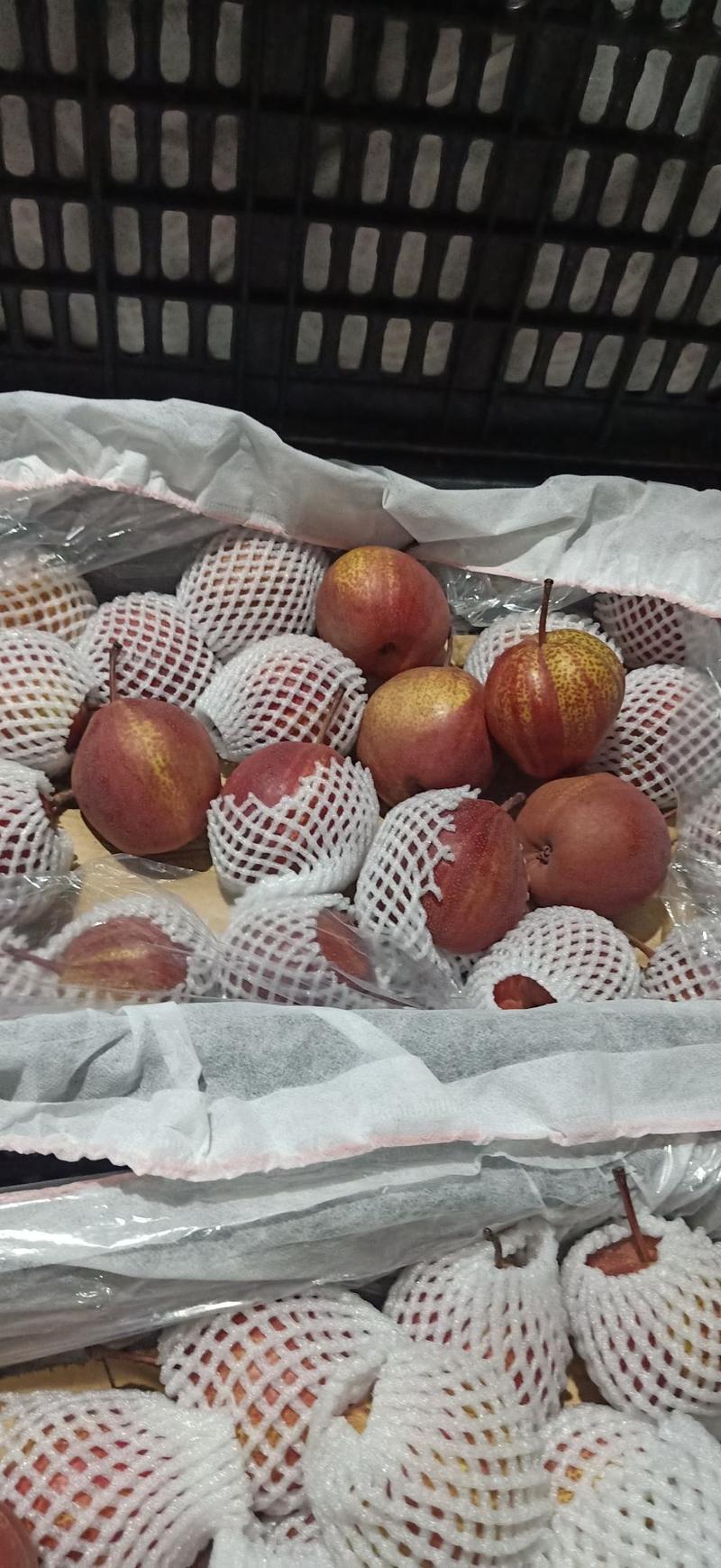 精选早酥红梨，七彩梨，一手货源河北赵县大量上市