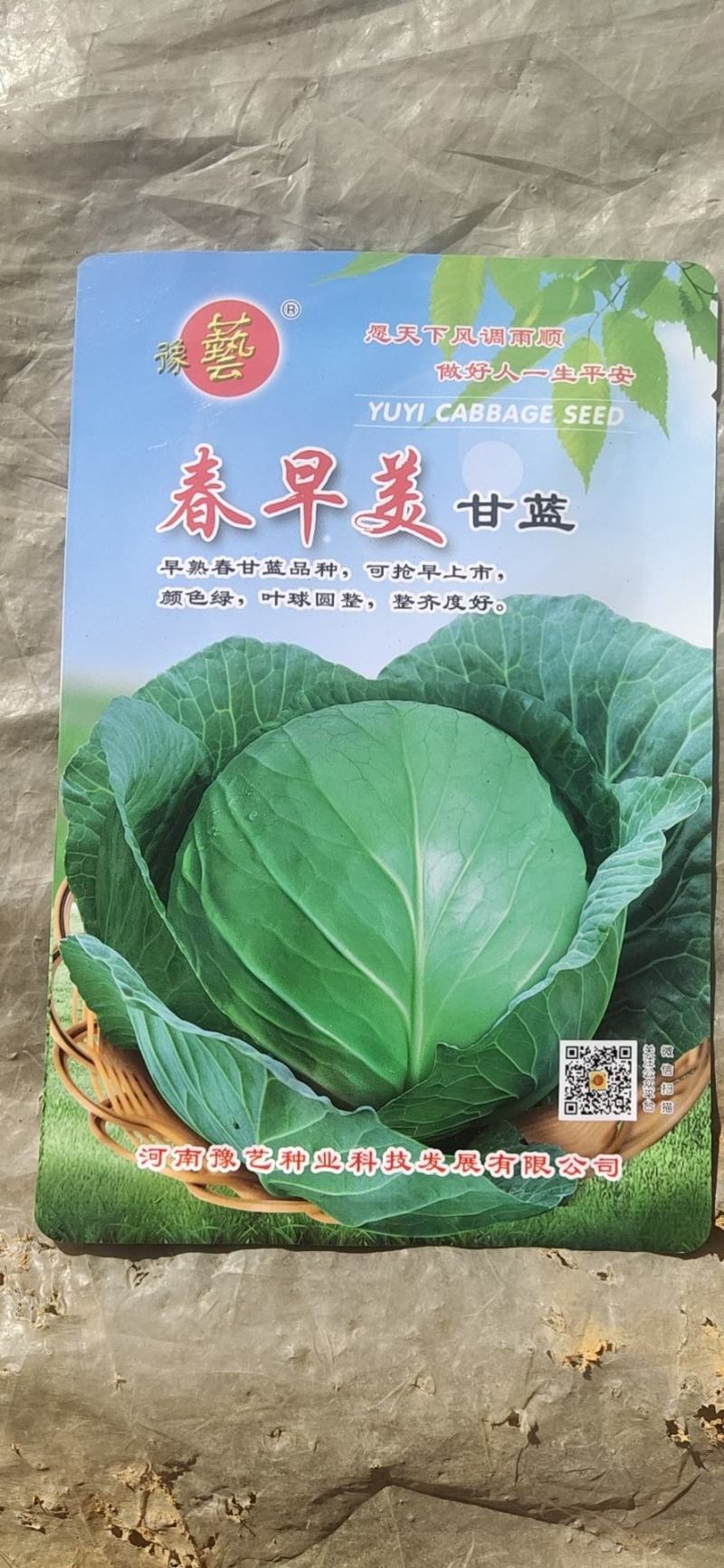 进口甘蓝种子，圆包菜种子，可大面积种植！基地专用