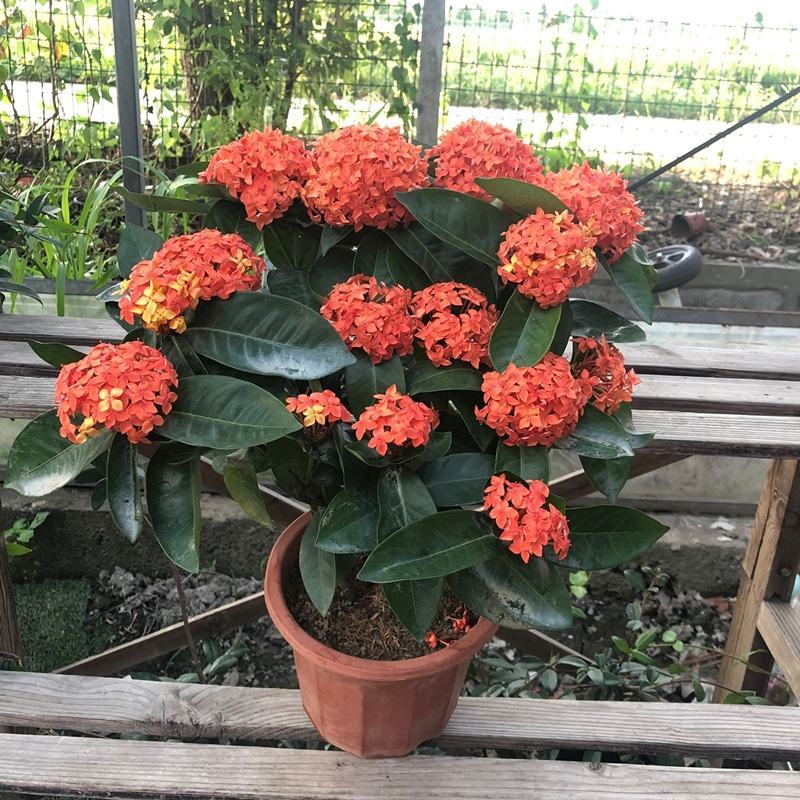 龙船花盆栽室外阳台庭院四季开花观赏花期长花卉耐养绿植