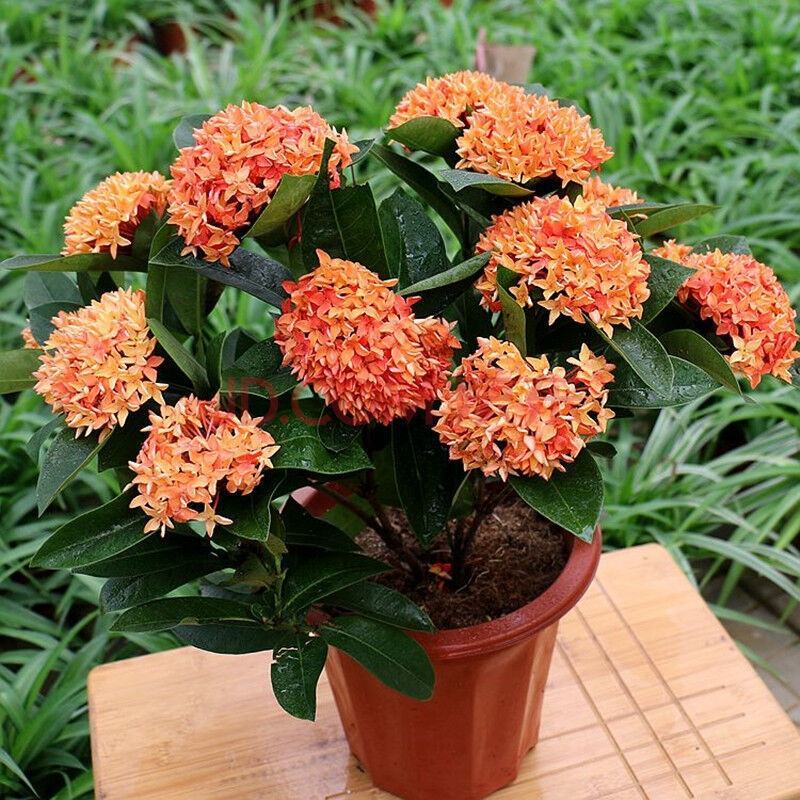 龙船花盆栽室外阳台庭院四季开花观赏花期长花卉耐养绿植