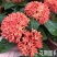 龙船花盆栽室外阳台庭院四季开花观赏花期长花卉耐养绿植