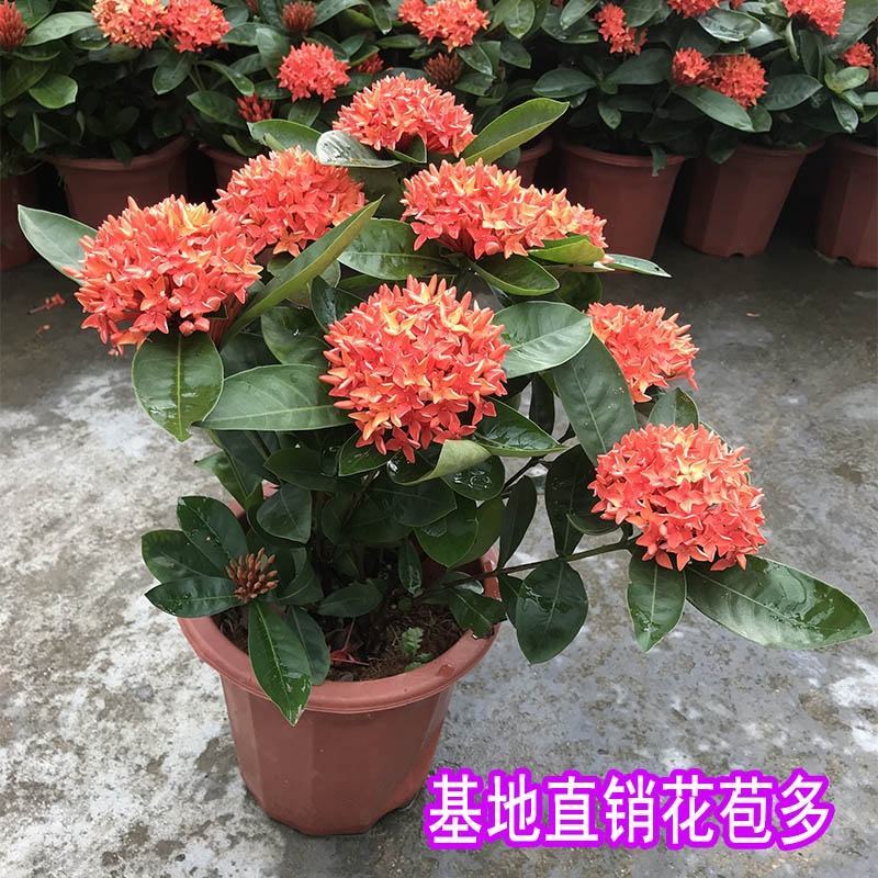 龙船花盆栽室外阳台庭院四季开花观赏花期长花卉耐养绿植