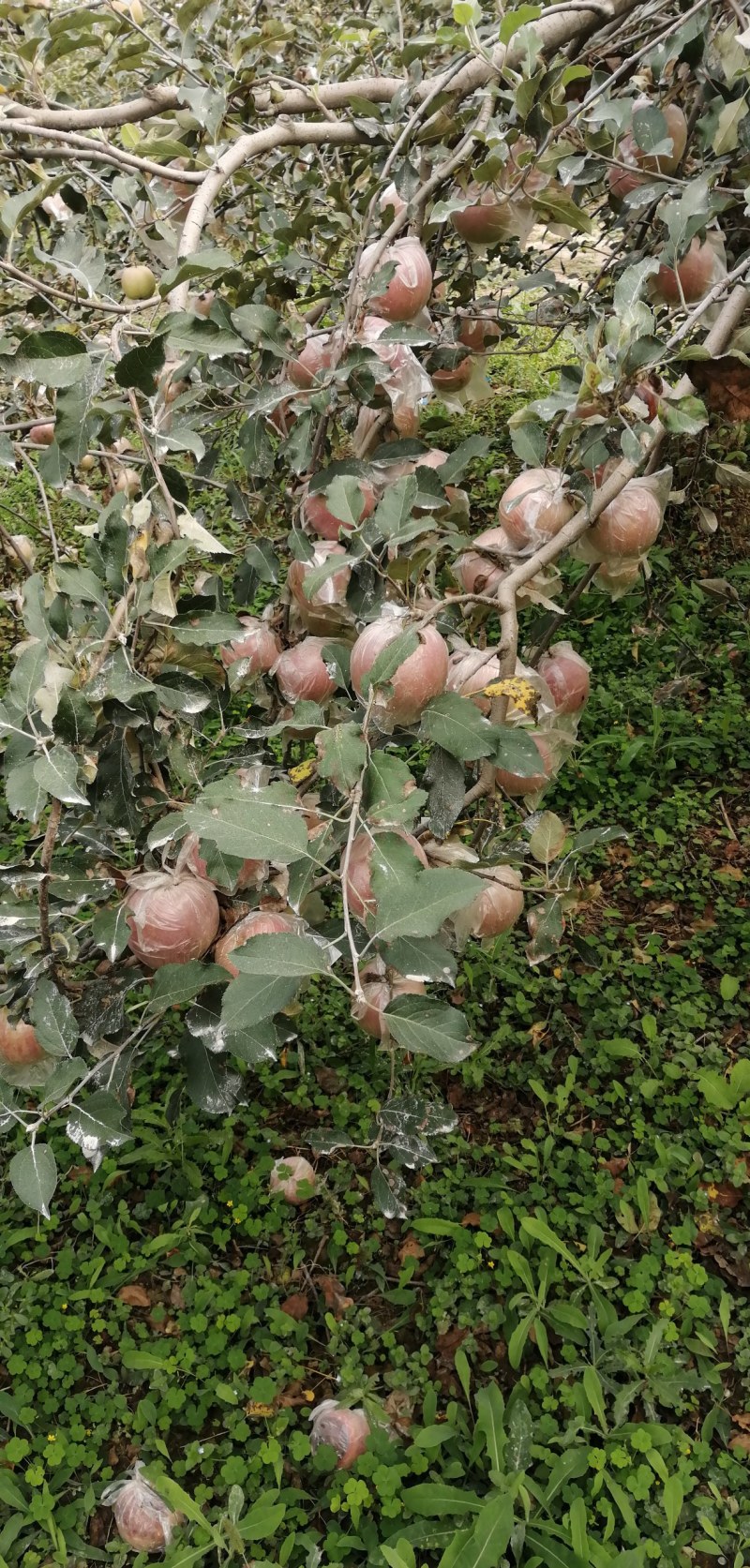 礼泉苹果礼泉苹果甲天下。吃起苹果脆又甜，吃了一个还想吃，