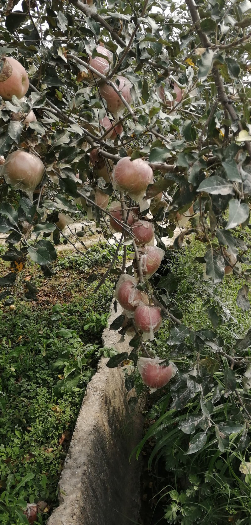 礼泉苹果礼泉苹果甲天下。吃起苹果脆又甜，吃了一个还想吃，