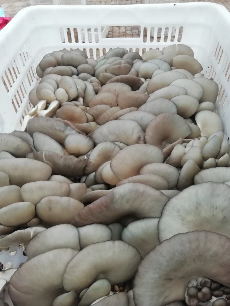 优质黑平菇的产地！帮客户解决货源问题！欢迎合位老板洽谈合