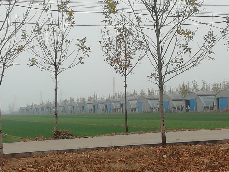优质黑平菇的产地！帮客户解决货源问题！欢迎合位老板洽谈合