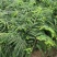 余甘果树苗大玉余甘果苗营养杯苗
