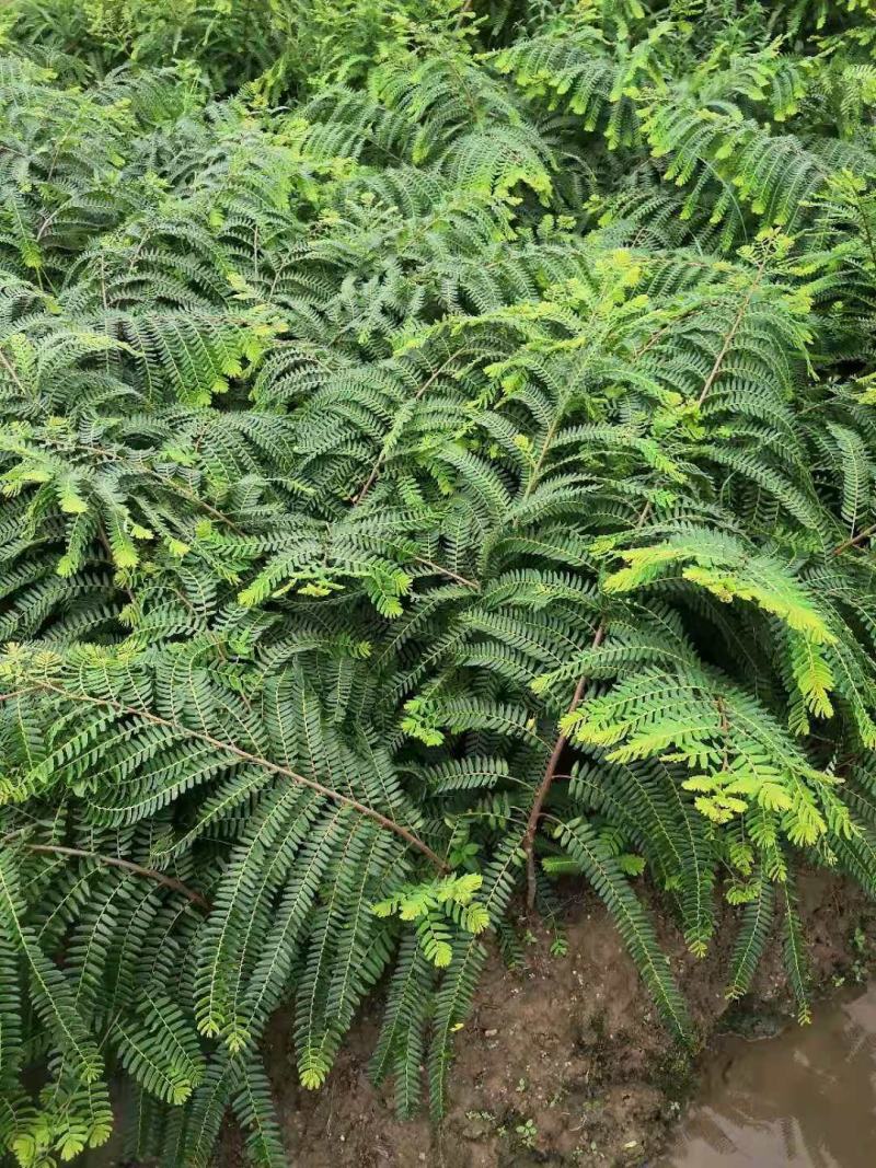 余甘果树苗大玉余甘果苗营养杯苗