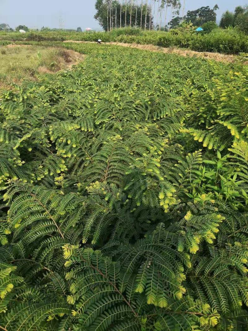 余甘果树苗大玉余甘果苗营养杯苗