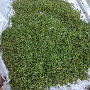 绿茶，婺源高山绿茶，喝了就知好