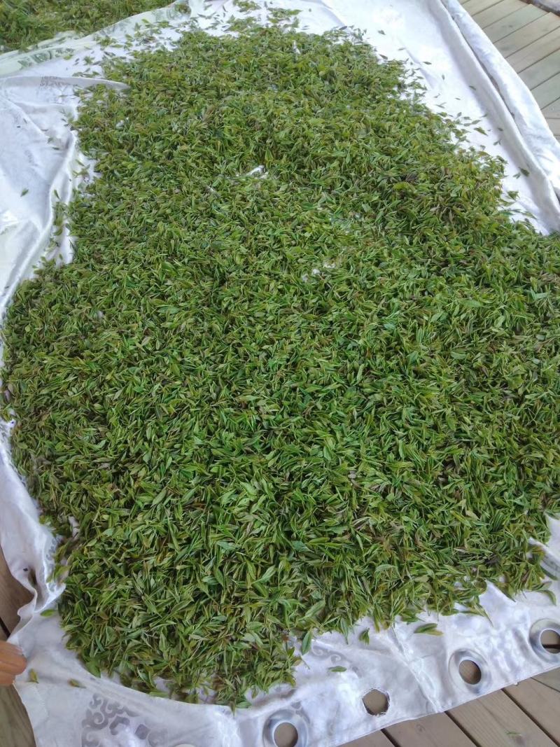 绿茶，婺源高山绿茶，喝了就知好