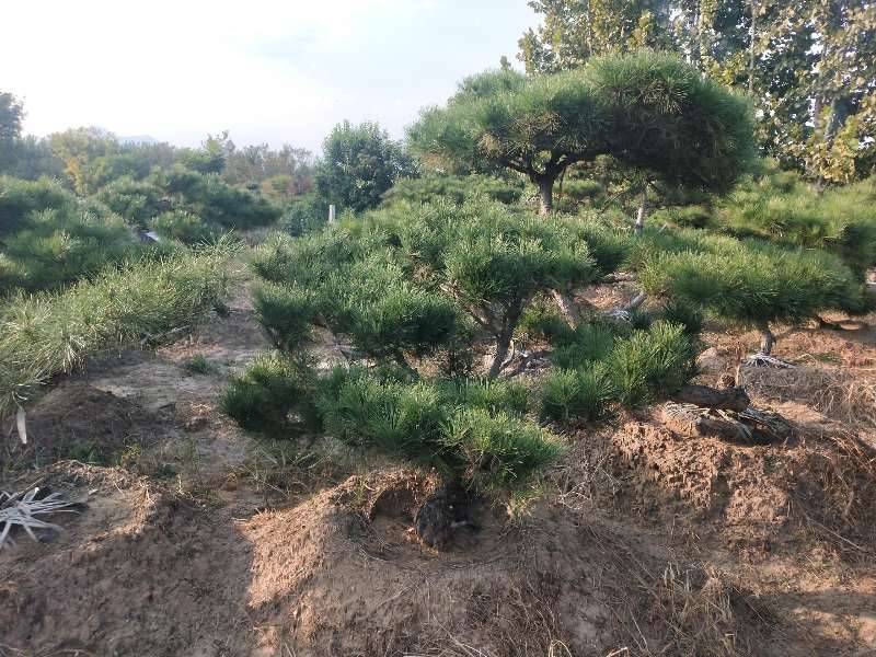 泰山景松，泰山造型松泰山望人松视频看货