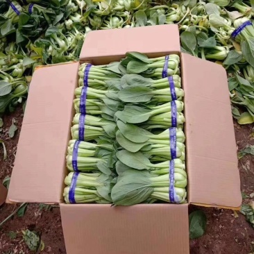 绿油油的精品油菜，产地直接发货