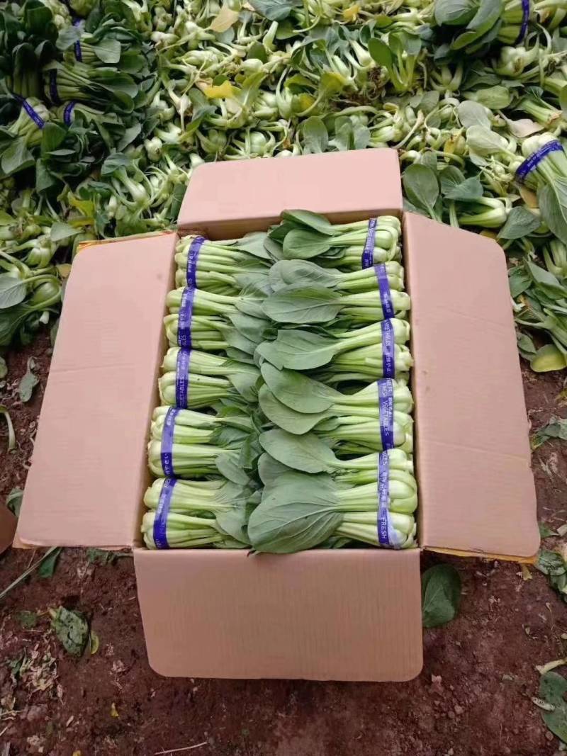 绿油油的精品油菜，产地直接发货