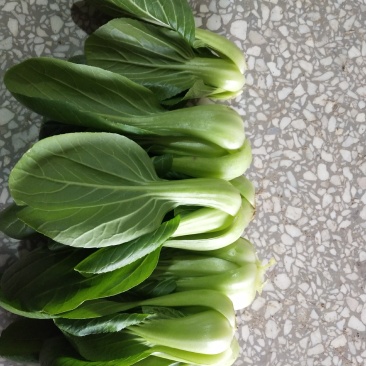上海青四季种植小油菜1两以上青梗，小棵，中棵。发往全国