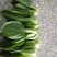 上海青四季种植小油菜1两以上青梗，小棵，中棵。发往全国