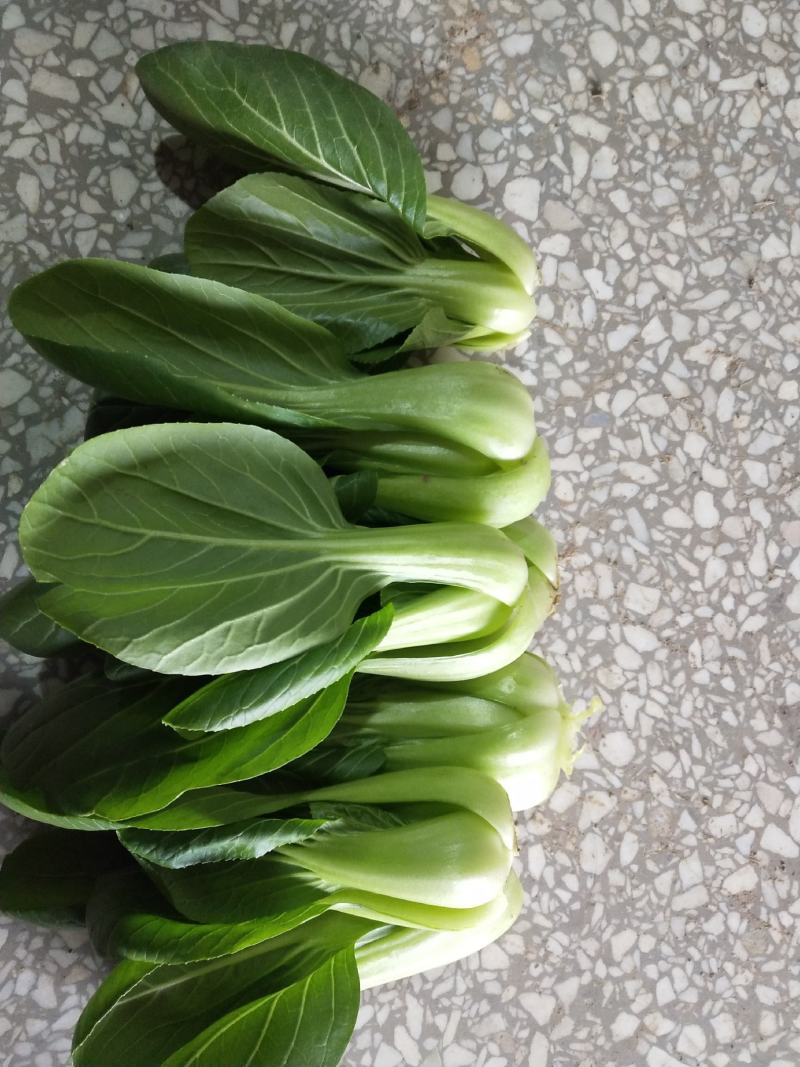 上海青四季种植小油菜1两以上青梗，小棵，中棵。发往全国