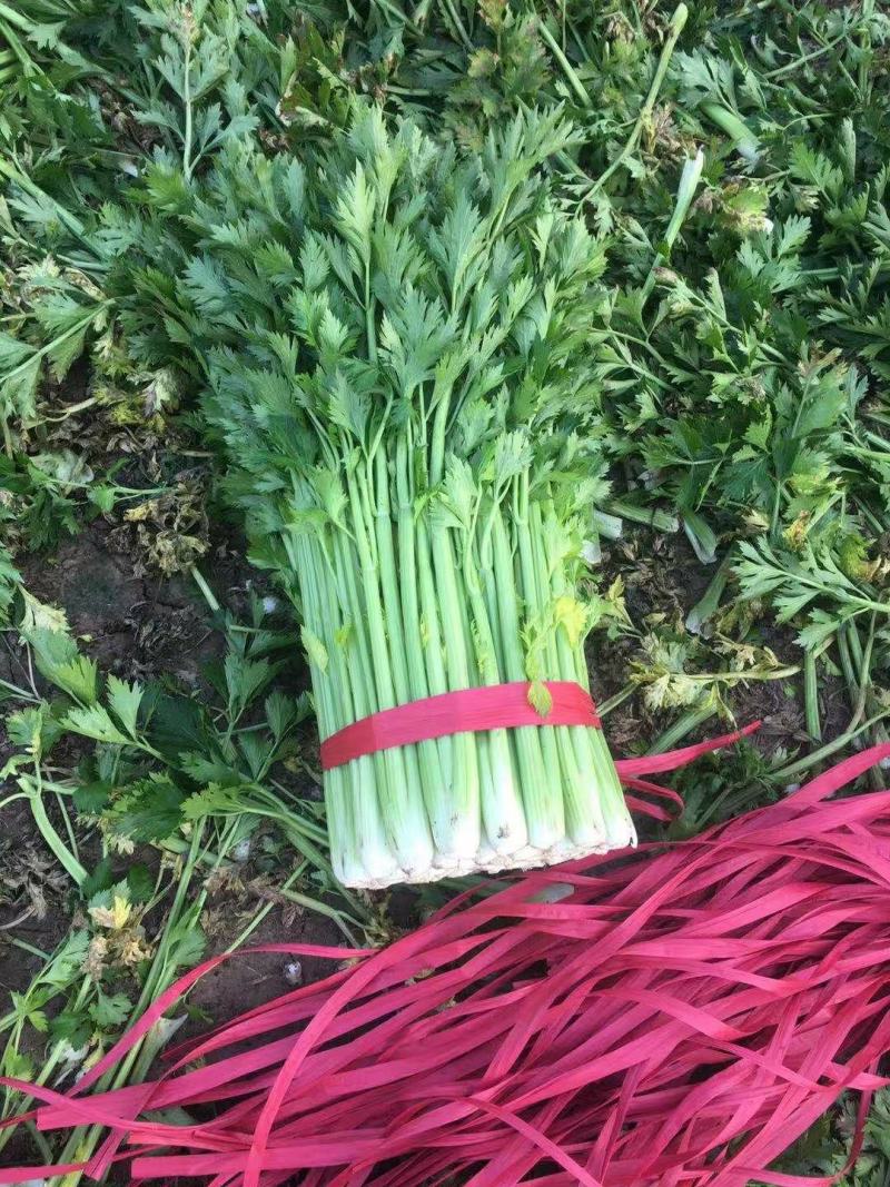 芹菜大量供应欢迎光临