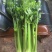 芹菜大量供应欢迎光临