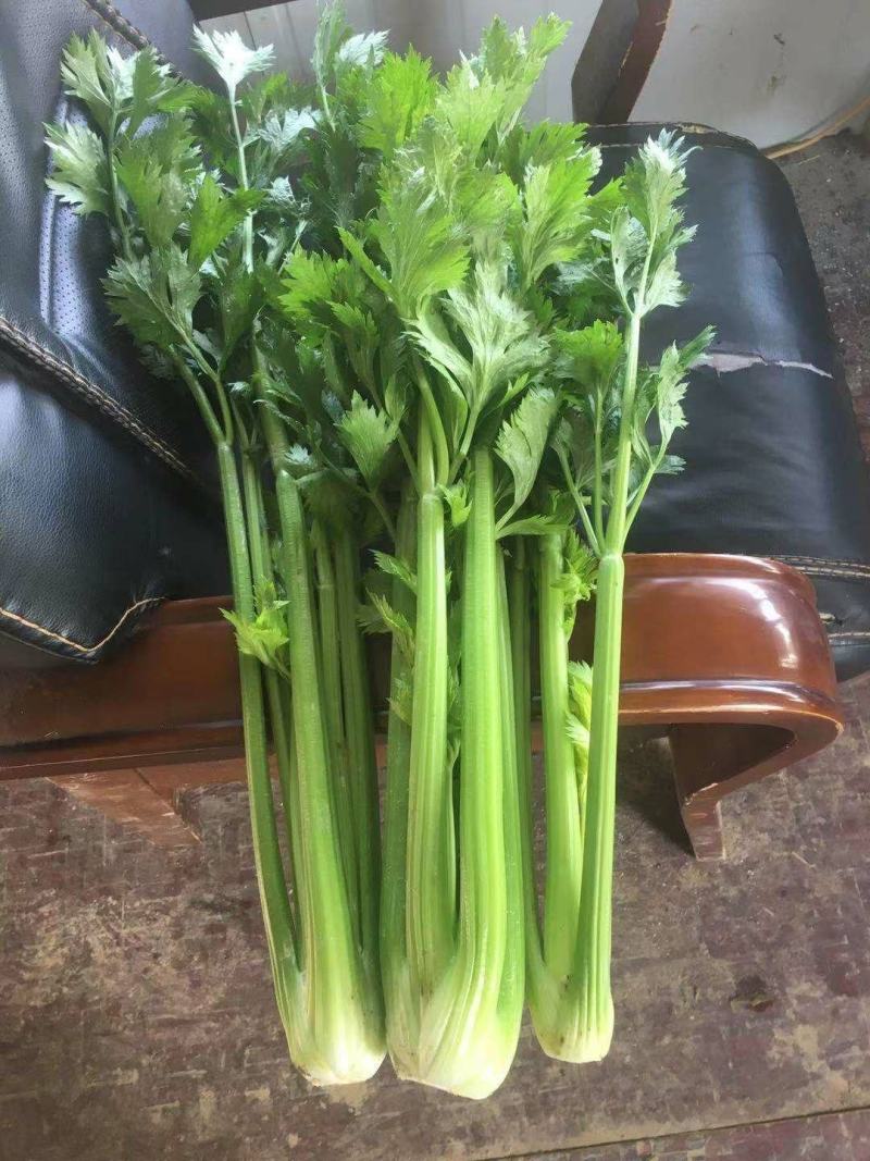 芹菜大量供应欢迎光临