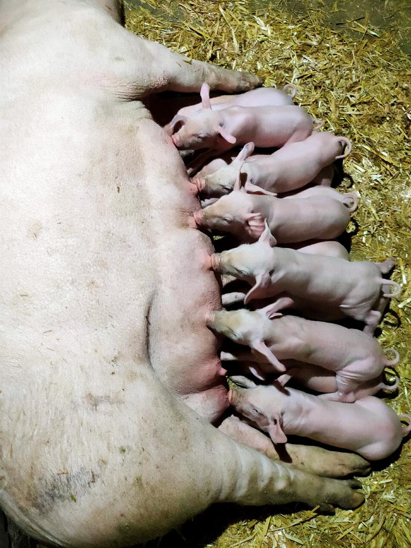 代孕母猪美系长白母猪比利时长白母猪约克二元厂家直供