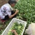 上海青四季种植小油菜1两以上青梗，小棵，中棵。发往全国